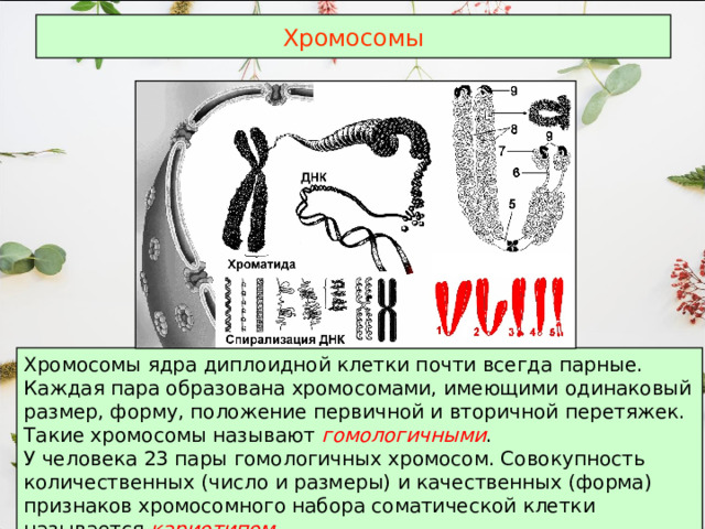 Хромосомы Хромосомы ядра диплоидной клетки почти всегда парные. Каждая пара образована хромосомами, имеющими одинаковый размер, форму, положение первичной и вторичной перетяжек. Такие хромосомы называют гомологичными . У человека 23 пары гомологичных хромосом. Совокупность количественных (число и размеры) и качественных (форма) признаков хромосомного набора соматической клетки называется кариотипом . 