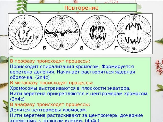 Повторение В профазу происходят процессы: Происходит спирализация хромосом.  Формируется веретено деления.  Начинает растворяться ядерная оболочка. (2 n4c) В метафазу происходят процессы: Хромосомы выстраиваются в плоскости экватора. Нити веретена прикрепляются к центромерам хромосом. (2n4c) В анафазу происходят процессы: Делятся центромеры хромосом. Нити веретена растаскивают за центромеры дочерние хромосомы к полюсам клетки. (4n4c) 