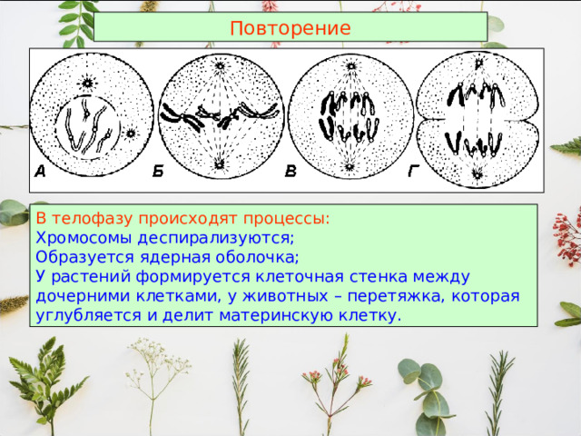 Повторение В телофазу происходят процессы: Хромосомы деспирализуются; Образуется ядерная оболочка; У растений формируется клеточная стенка между дочерними клетками, у животных – перетяжка, которая углубляется и делит материнскую клетку. 