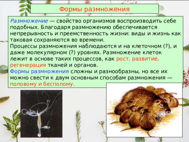 Формы размножения Размножение — свойство организмов воспроизводить себе подобных. Благодаря размножению обеспечивается непрерывность и преемственность жизни: виды и жизнь как таковая сохраняются во времени. Процессы размножения наблюдаются и на клеточном (?), и даже молекулярном (?) уровнях. Размножение клеток лежит в основе таких процессов, как рост, развитие, регенерация тканей и органов. Формы размножения сложны и разнообразны, но все их можно свести к двум основным способам размножения — половому и бесполому.  