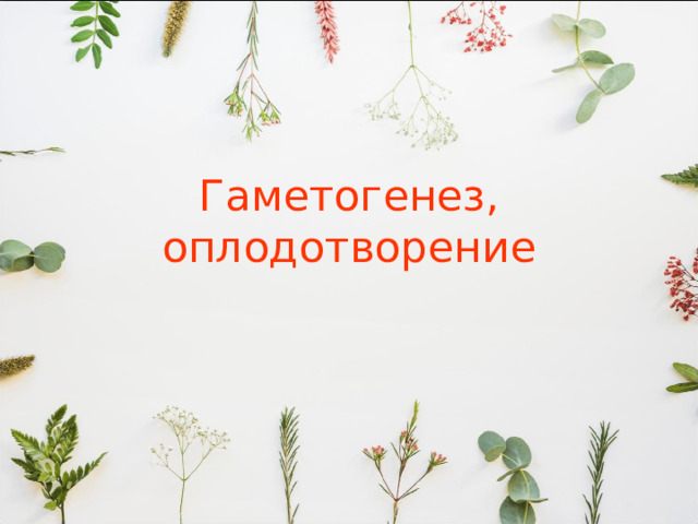 Гаметогенез, оплодотворение 