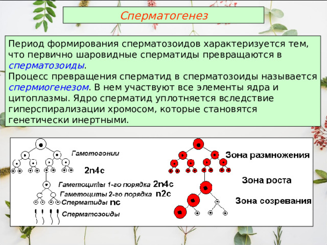 Сперматогенез Период формирования сперматозоидов характеризуется тем, что первично шаровидные сперматиды превращаются в сперматозоиды . Процесс превращения сперматид в сперматозоиды называется спермиогенезом . В нем участвуют все элементы ядра и цитоплазмы. Ядро сперматид уплотняется вследствие гиперспирализации хромосом, которые становятся генетически инертными. 
