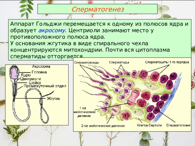 Сперматогенез Аппарат Гольджи перемещается к одному из полюсов ядра и образует акросому . Центриоли занимают место у противоположного полюса ядра. У основания жгутика в виде спирального чехла концентрируются митохондрии. Почти вся цитоплазма сперматиды отторгается. 