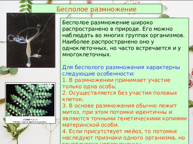 Бесполое размножение Бесполое размножение широко распространено в природе. Его можно наблюдать во многих группах организмов. Наиболее распространено оно у одноклеточных, но часто встречается и у многоклеточных. Для бесполого размножения характерны следующие особенности: 1. В размножении принимает участие только одна особь; 2. Осуществляется без участия половых клеток; 3. В основе размножения обычно лежит митоз, при этом потомки идентичны и являются точными генетическими копиями материнской особи. 4. Если присутствует мейоз, то потомки наследуют признаки одного организма, но генетически неравноценны.  