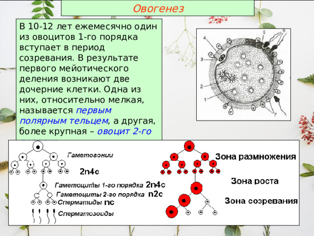 Овогенез В 10-12 лет ежемесячно один из овоцитов 1-го порядка вступает в период созревания. В результате первого мейотического деления возникают две дочерние клетки. Одна из них, относительно мелкая, называется первым полярным тельцем , а другая, более крупная – овоцит 2-го порядка . 