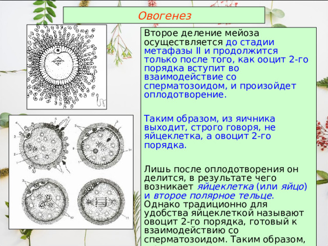 Овогенез Второе деление мейоза осуществляется до стадии метафазы II и продолжится только после того, как ооцит 2-го порядка вступит во взаимодействие со сперматозоидом, и произойдет оплодотворение. Таким образом, из яичника выходит, строго говоря, не яйцеклетка, а овоцит 2-го порядка. Лишь после оплодотворения он делится, в результате чего возникает яйцеклетка (или яйцо ) и второе полярное тельце . Однако традиционно для удобства яйцеклеткой называют овоцит 2-го порядка, готовый к взаимодействию со сперматозоидом. Таким образом, в результате овогенеза образуется одна нормальная яйцеклетка и три полярных тельца. 