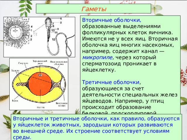 Гаметы Вторичные оболочки, образованные выделениями фолликулярных клеток яичника. Имеются не у всех яиц. Вторичная оболочка яиц многих насекомых, например, содержит канал — микропиле , через который сперматозоид проникает в яйцеклетку. Третичные оболочки , образующиеся за счет деятельности специальных желез яйцеводов. Например, у птиц происходит образование белковой, подскорлуповой пергаментной, скорлуповой и надскорлуповой оболочек. Вторичные и третичные оболочки, как правило, образуются у яйцеклеток животных, зародыши которых развиваются во внешней среде. Их строение соответствует условиям среды. 