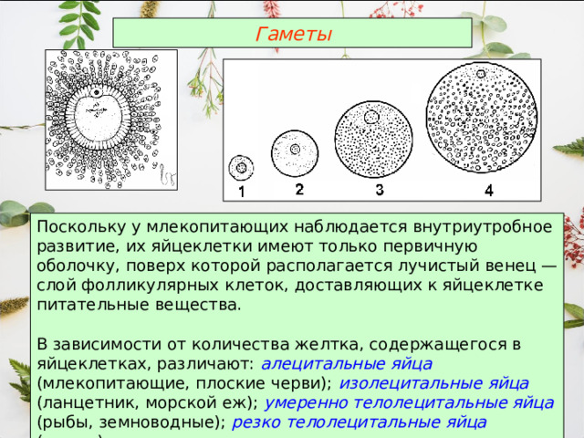 Гаметы Поскольку у млекопитающих наблюдается внутриутробное развитие, их яйцеклетки имеют только первичную оболочку, поверх которой располагается лучистый венец — слой фолликулярных клеток, доставляющих к яйцеклетке питательные вещества. В зависимости от количества желтка, содержащегося в яйцеклетках, различают: алецитальные яйца (млекопитающие, плоские черви); изолецитальные яйца (ланцетник, морской еж); умеренно телолецитальные яйца (рыбы, земноводные); резко телолецитальные яйца (птицы). 