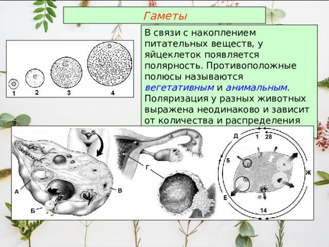 Гаметы В связи с накоплением питательных веществ, у яйцеклеток появляется полярность. Противоположные полюсы называются вегетативным и анимальным . Поляризация у разных животных выражена неодинаково и зависит от количества и распределения желтка. 