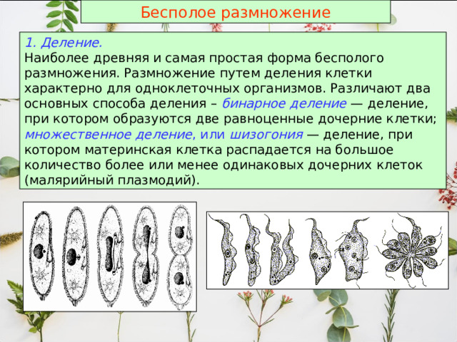 Бесполое размножение 1. Деление. Наиболее древняя и самая простая форма бесполого размножения. Размножение путем деления клетки характерно для одноклеточных организмов. Различают два основных способа деления – бинарное деление — деление, при котором образуются две равноценные дочерние клетки; множественное деление , или шизогония — деление, при котором материнская клетка распадается на большое количество более или менее одинаковых дочерних клеток (малярийный плазмодий).  