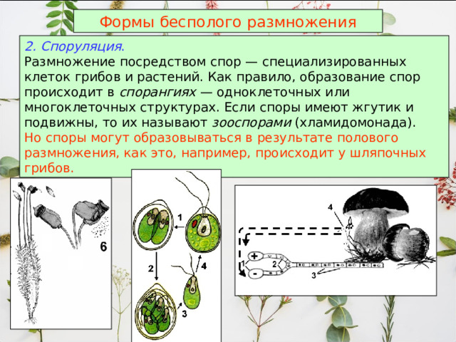 Формы бесполого размножения 2. Споруляция . Размножение посредством спор — специализированных клеток грибов и растений. Как правило, образование спор происходит в спорангиях — одноклеточных или многоклеточных структурах. Если споры имеют жгутик и подвижны, то их называют зооспорами (хламидомонада). Но споры могут образовываться в результате полового размножения, как это, например, происходит у шляпочных грибов.  