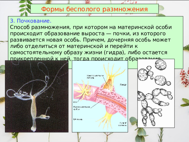 Формы бесполого размножения 3. Почкование. Способ размножения, при котором на материнской особи происходит образование выроста — почки, из которого развивается новая особь. Причем, дочерняя особь может либо отделиться от материнской и перейти к самостоятельному образу жизни (гидра), либо остается прикрепленной к ней, тогда происходит образование колонии.  