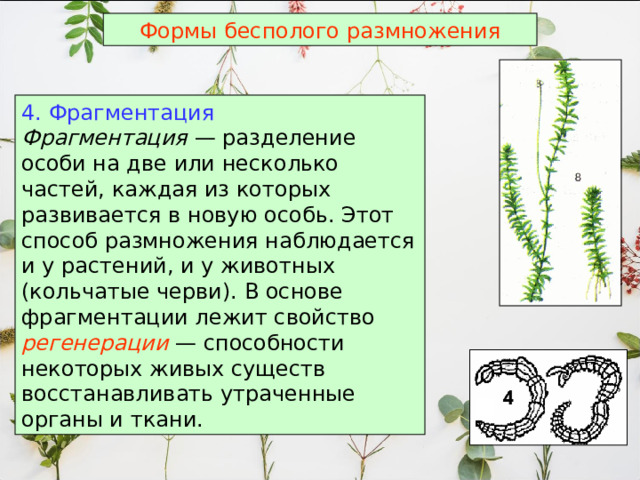 Формы бесполого размножения 4. Фрагментация  Фрагментация — разделение особи на две или несколько частей, каждая из которых развивается в новую особь. Этот способ размножения наблюдается и у растений, и у животных (кольчатые черви). В основе фрагментации лежит свойство регенерации — способности некоторых живых существ восстанавливать утраченные органы и ткани.  