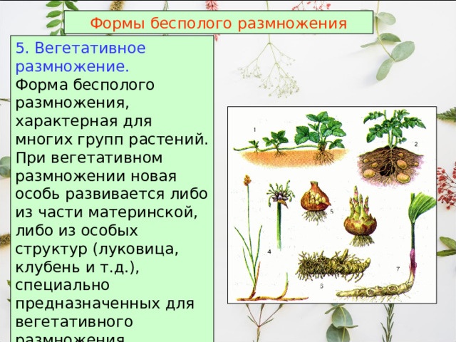 Формы бесполого размножения 5. Вегетативное размножение.  Форма бесполого размножения, характерная для многих групп растений. При вегетативном размножении новая особь развивается либо из части материнской, либо из особых структур (луковица, клубень и т.д.), специально предназначенных для вегетативного размножения.  
