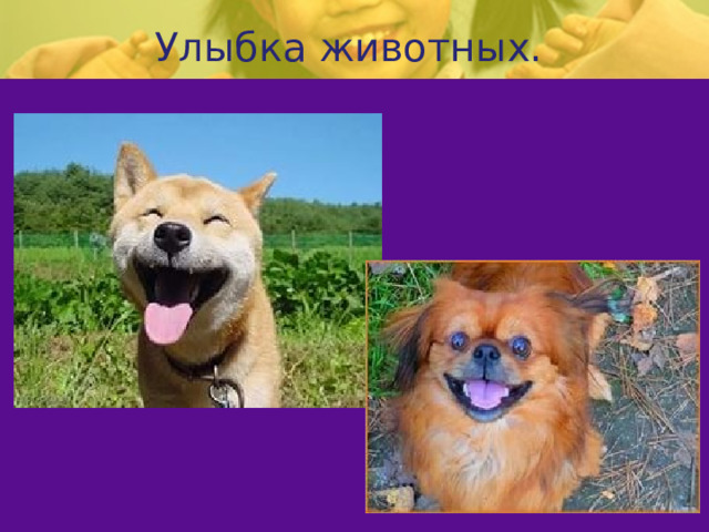 Улыбка животных. 