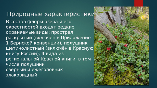 Природные характеристики В состав флоры озера и его окрестностей входят редкие охраняемые виды: прострел раскрытый (включен в Приложение 1 Бернской конвенции), полушник щетинолистный (включён в Красную книгу России), 4 вида из региональной Красной книги, в том числе полушник озерный и ежеголовник злаковидный. 