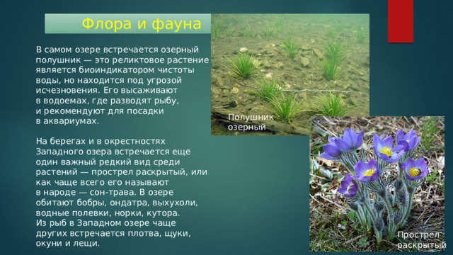 Флора и фауна В самом озере встречается озерный полушник — это реликтовое растение является биоиндикатором чистоты воды, но находится под угрозой исчезновения. Его высаживают в водоемах, где разводят рыбу, и рекомендуют для посадки в аквариумах.   На берегах и в окрестностях Западного озера встречается еще один важный редкий вид среди растений — прострел раскрытый, или как чаще всего его называют в народе — сон-трава. В озере обитают бобры, ондатра, выхухоли, водные полевки, норки, кутора. Из рыб в Западном озере чаще других встречается плотва, щуки, окуни и лещи. Полушник озерный Прострел раскрытый 
