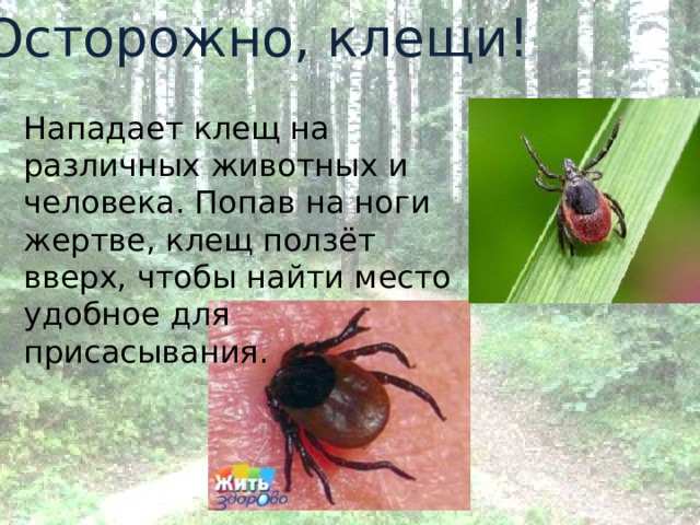 Осторожно, клещи! Нападает клещ на различных животных и человека. Попав на ноги жертве, клещ ползёт вверх, чтобы найти место удобное для присасывания. 