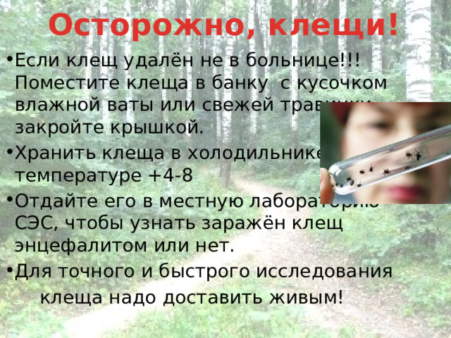 Осторожно, клещи! Если клещ удалён не в больнице!!! Поместите клеща в банку с кусочком влажной ваты или свежей травинки, закройте крышкой. Хранить клеща в холодильнике при температуре +4-8 Отдайте его в местную лабораторию СЭС, чтобы узнать заражён клещ энцефалитом или нет. Для точного и быстрого исследования  клеща надо доставить живым! 