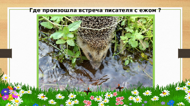 Где произошла встреча писателя с ежом ? 