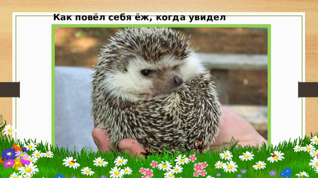 Как повёл себя ёж, когда увидел человека? 