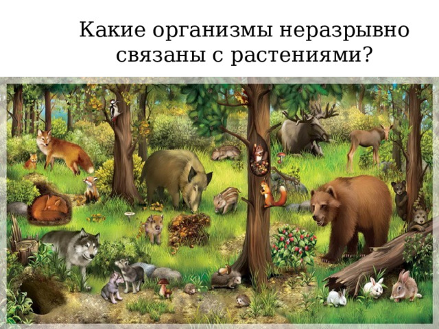 Какие организмы неразрывно связаны с растениями? 