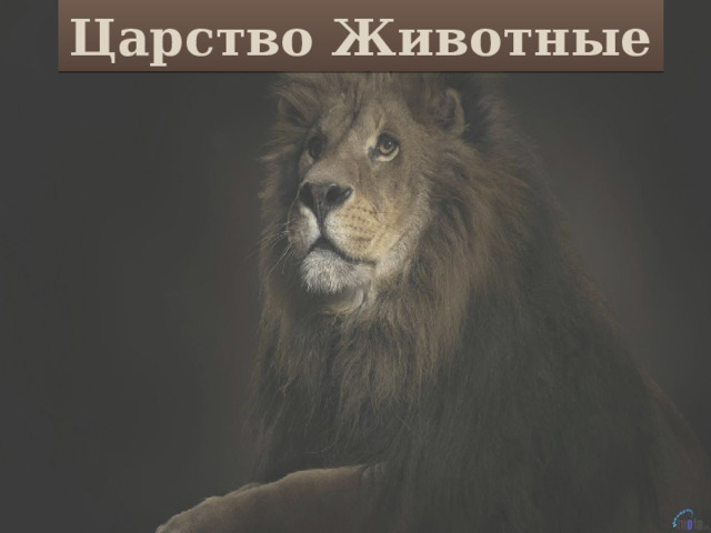 Царство Животные 