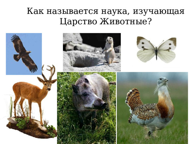 Как называется наука, изучающая Царство Животные? 