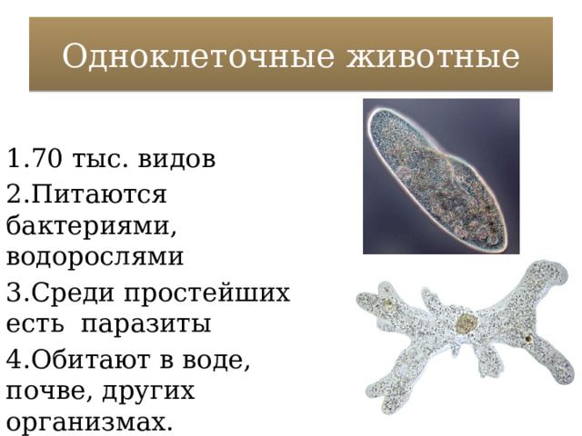 Одноклеточные животные 1.70 тыс. видов 2.Питаются бактериями, водорослями 3.Среди простейших есть паразиты 4.Обитают в воде, почве, других организмах. 