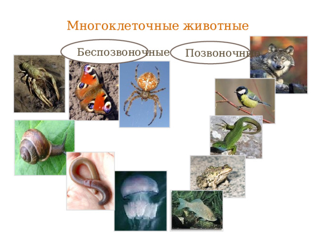 Многоклеточные животные Беспозвоночные Позвоночные 