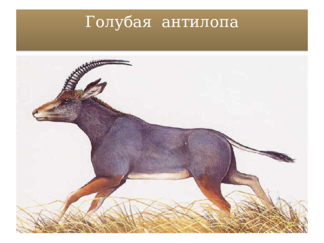 Голубая антилопа   