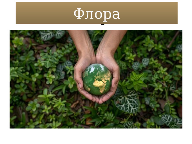 Флора Флора 