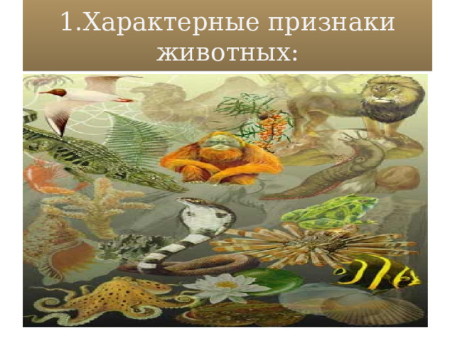 1.Характерные признаки животных: 1.Характерные признаки животных: 