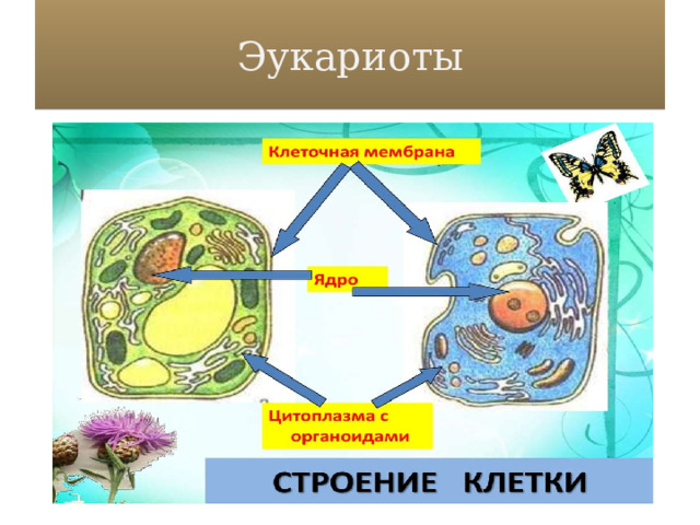 Эукариоты 