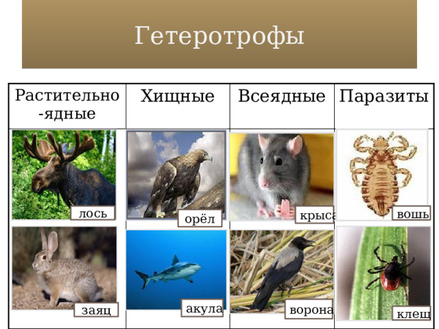 Гетеротрофы Растительно-ядные Хищные Всеядные Паразиты крыса лось вошь орёл ворона акула заяц клещ 