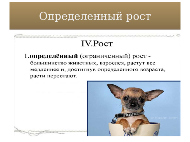 Определенный рост 