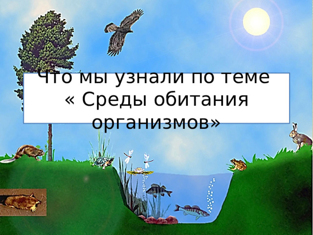 Что мы узнали по теме  « Среды обитания организмов» 
