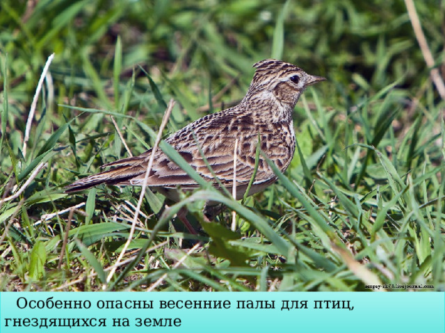  Особенно опасны весенние палы для птиц, гнездящихся на земле  или на низких кустарниках.  