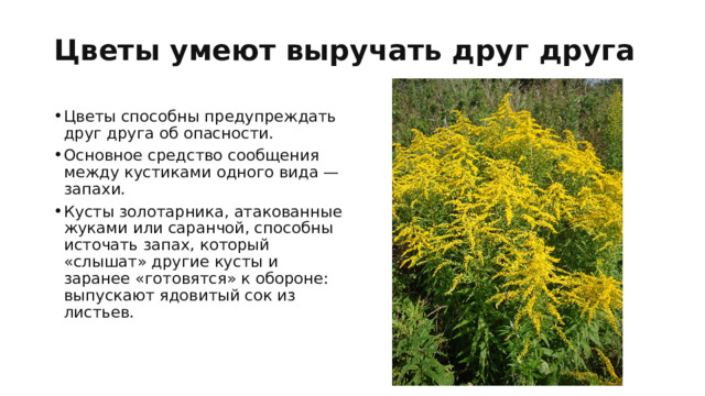 Цветы умеют выручать друг друга   Цветы способны предупреждать друг друга об опасности. Основное средство сообщения между кустиками одного вида —запахи. Кусты золотарника, атакованные жуками или саранчой, способны источать запах, который «слышат» другие кусты и заранее «готовятся» к обороне: выпускают ядовитый сок из листьев. 