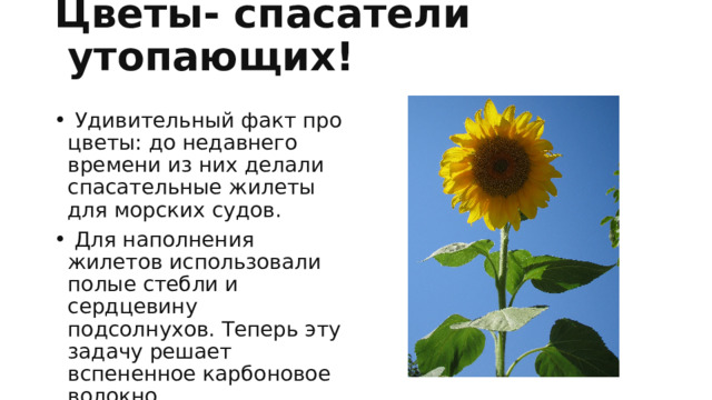 Цветы- спасатели утопающих!    Удивительный факт про цветы: до недавнего времени из них делали спасательные жилеты для морских судов.  Для наполнения жилетов использовали полые стебли и сердцевину подсолнухов. Теперь эту задачу решает вспененное карбоновое волокно.  