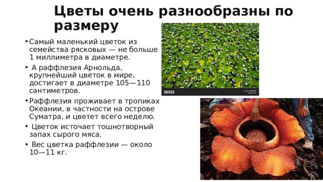 Цветы очень разнообразны по размеру Самый маленький цветок из семейства рясковых — не больше 1 миллиметра в диаметре.  А раффлезия Арнольда, крупнейший цветок в мире, достигает в диаметре 105—110 сантиметров. Раффлезия проживает в тропиках Океании, в частности на острове Суматра, и цветет всего неделю.  Цветок источает тошнотворный запах сырого мяса.  Вес цветка раффлезии — около 10—11 кг. 