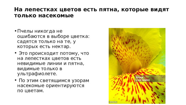 На лепестках цветов есть пятна, которые видят только насекомые   Пчелы никогда не ошибаются в выборе цветка: садятся только на те, у которых есть нектар.  Это происходит потому, что на лепестках цветов есть невидимые линии и пятна, видимые только в ультрафиолете.  По этим светящимся узорам насекомые ориентируются по цветам. 