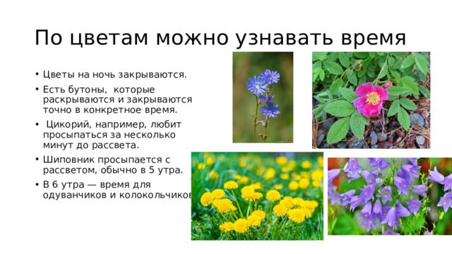 По цветам можно узнавать время Цветы на ночь закрываются. Есть бутоны,  которые раскрываются и закрываются точно в конкретное время.  Цикорий, например, любит просыпаться за несколько минут до рассвета. Шиповник просыпается с рассветом, обычно в 5 утра. В 6 утра — время для одуванчиков и колокольчиков 