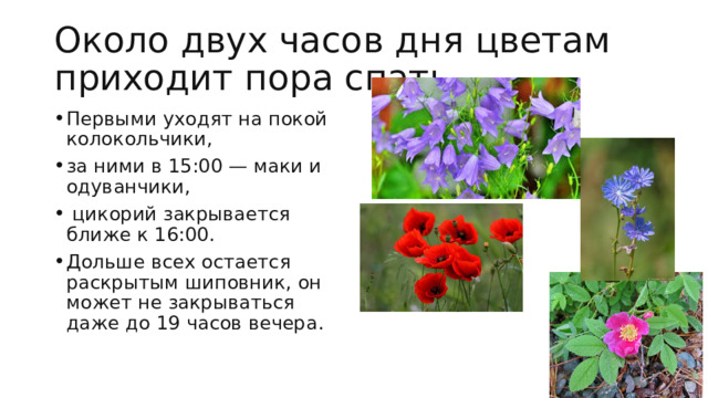 Около двух часов дня цветам приходит пора спать. Первыми уходят на покой колокольчики, за ними в 15:00 — маки и одуванчики,  цикорий закрывается ближе к 16:00. Дольше всех остается раскрытым шиповник, он может не закрываться даже до 19 часов вечера.    