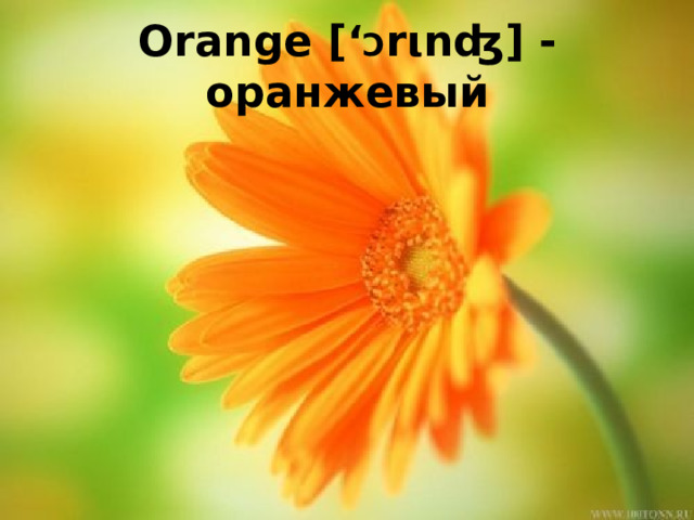 Orange [‘ Ɔ rιnʤ] - оранжевый 