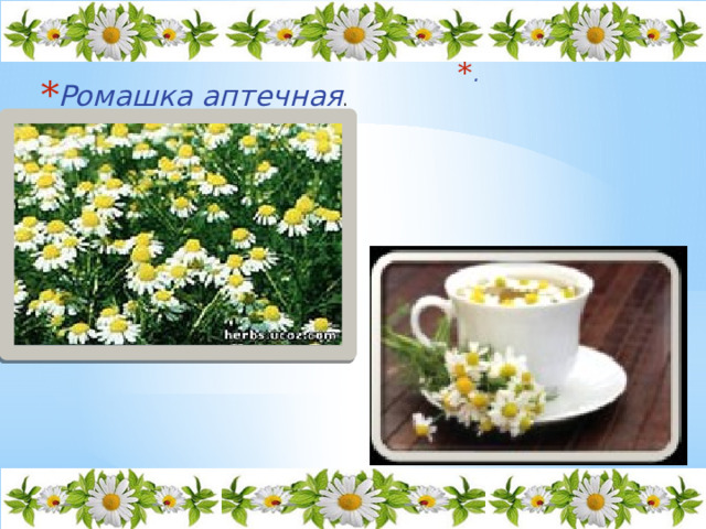 . Ромашка аптечная . 