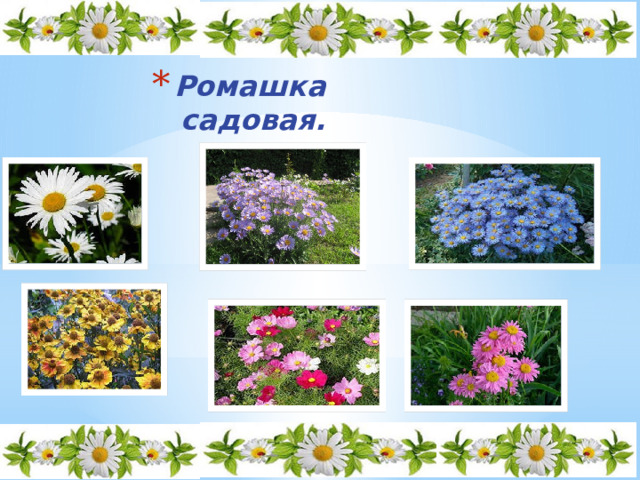 Ромашка садовая. 