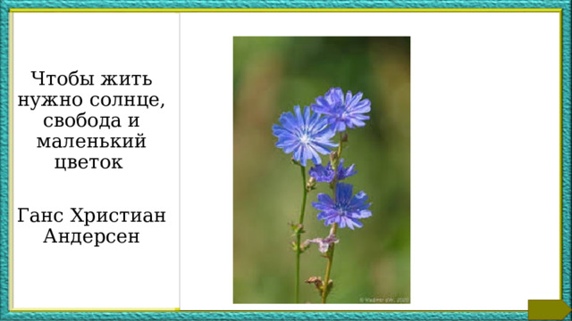 Чтобы жить нужно солнце, свобода и маленький цветок Ганс Христиан Андерсен Внести дополнительные сведения по теме  