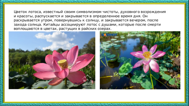 Цветок лотоса, известный своим символизмом чистоты, духовного возрождения и красоты, распускается и закрывается в определенное время дня. Он раскрывается утром, повернувшись к солнцу, и закрывается вечером, после захода солнца. Китайцы ассоциируют лотос с душами, которые после смерти воплощаются в цветах, растущих в райских озерах. 