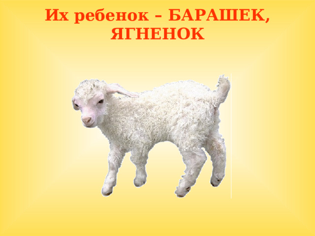 Их ребенок – БАРАШЕК, ЯГНЕНОК  